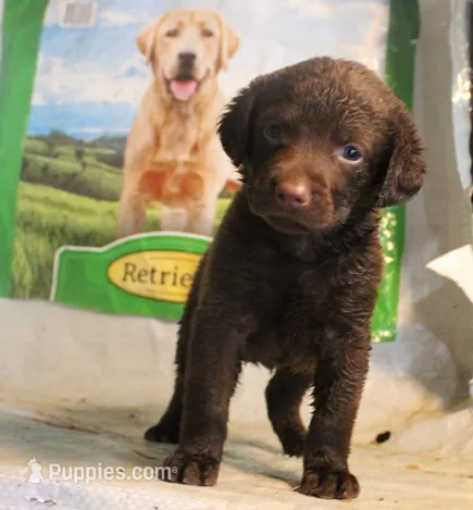 RFBF1 – Chesapeake Bay Retriever puppy for sale in Scottsville, KY