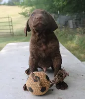 RFKM1, a male Chesapeake Bay Retriever for sale in Scottsville, KY – 5 of 8