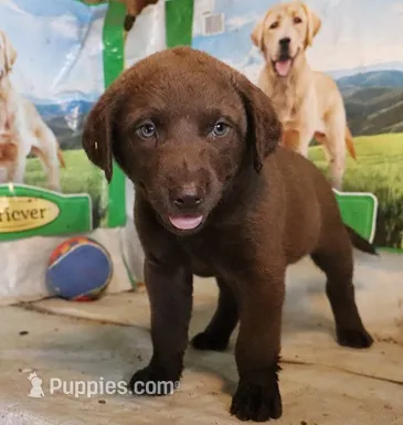 RFAM4 – Chesapeake Bay Retriever puppy for sale in Scottsville, KY
