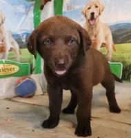 RFAM4, a male Chesapeake Bay Retriever for sale in Scottsville, KY – 1 of 5