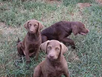 RFBF7, a female Chesapeake Bay Retriever for sale in Scottsville, KY – 3 of 6