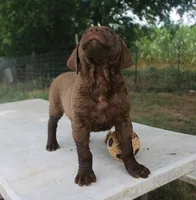 RFKM1, a male Chesapeake Bay Retriever for sale in Scottsville, KY – 4 of 8