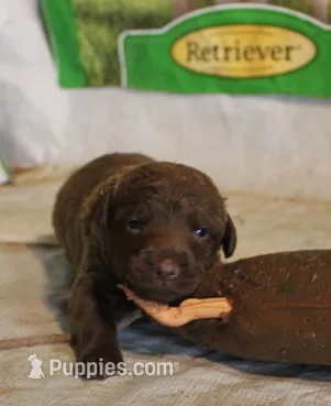 RFAF1 – Chesapeake Bay Retriever puppy for sale in Scottsville, KY