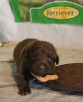 RFAF1, a female Chesapeake Bay Retriever for sale in Scottsville, KY – 1 of 4