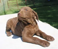 RFPM1, a male Chesapeake Bay Retriever for sale in Scottsville, KY – 1 of 4