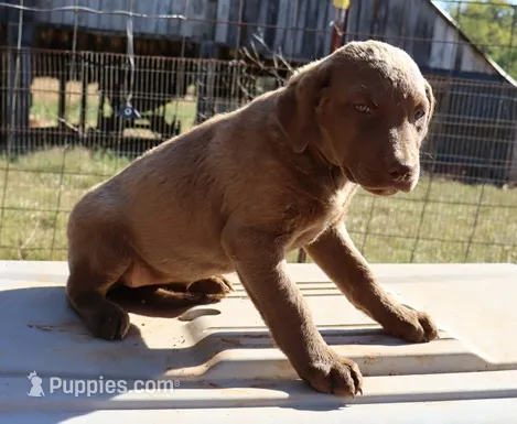 RFAF4 – Chesapeake Bay Retriever puppy for sale in Scottsville, KY