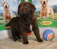 RFZF1, a female Chesapeake Bay Retriever for sale in Scottsville, KY – 7 of 9