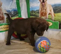RFZF4, a female Chesapeake Bay Retriever for sale in Scottsville, KY – 2 of 6
