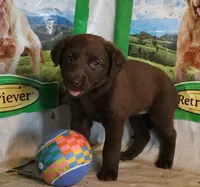 RFAF6, a female Chesapeake Bay Retriever for sale in Scottsville, KY – 5 of 5
