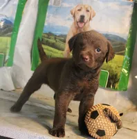 RFBF5, a female Chesapeake Bay Retriever for sale in Scottsville, KY – 1 of 2