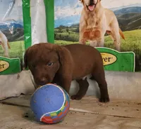 RFAM2, a male Chesapeake Bay Retriever for sale in Scottsville, KY – 4 of 5