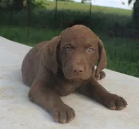 RFPF3, a female Chesapeake Bay Retriever for sale in Scottsville, KY – 6 of 7