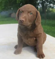 RFPF3, a female Chesapeake Bay Retriever for sale in Scottsville, KY – 4 of 7