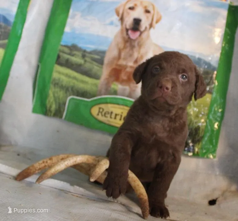 RFPF3 – Chesapeake Bay Retriever puppy for sale in Scottsville, KY