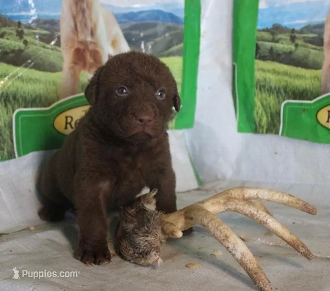 RFPF3 – Chesapeake Bay Retriever puppy for sale in Scottsville, KY