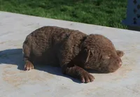 RFPF3, a male Chesapeake Bay Retriever for sale in Scottsville, KY – Photo 1 of 2