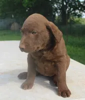 RFPF3, a female Chesapeake Bay Retriever for sale in Scottsville, KY – 5 of 7