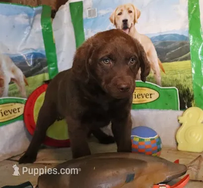 RFZF4 – Chesapeake Bay Retriever puppy for sale in Scottsville, KY
