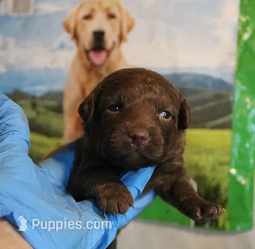 RFAF2 – Chesapeake Bay Retriever puppy for sale in Scottsville, KY
