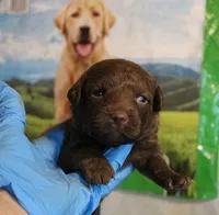 RFAF2, a female Chesapeake Bay Retriever for sale in Scottsville, KY – 1 of 4