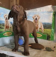 RFBM1, a male Chesapeake Bay Retriever for sale in Scottsville, KY – 5 of 5