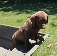 RFPF4, a female Chesapeake Bay Retriever for sale in Scottsville, KY – 1 of 5