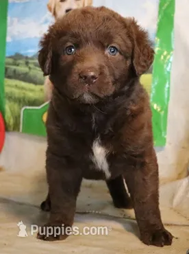 RFZF1 – Chesapeake Bay Retriever puppy for sale in Scottsville, KY