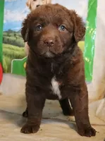 RFZF1, a female Chesapeake Bay Retriever for sale in Scottsville, KY – 1 of 9