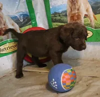 RFZF4, a female Chesapeake Bay Retriever for sale in Scottsville, KY – 6 of 6
