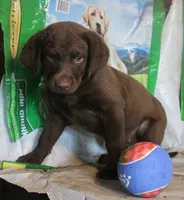 RFBF4, a female Chesapeake Bay Retriever for sale in Scottsville, KY – 3 of 4