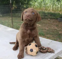 RFKM2, a male Chesapeake Bay Retriever for sale in Scottsville, KY – 3 of 8