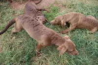 RFBM1, a male Chesapeake Bay Retriever for sale in Scottsville, KY – 2 of 7