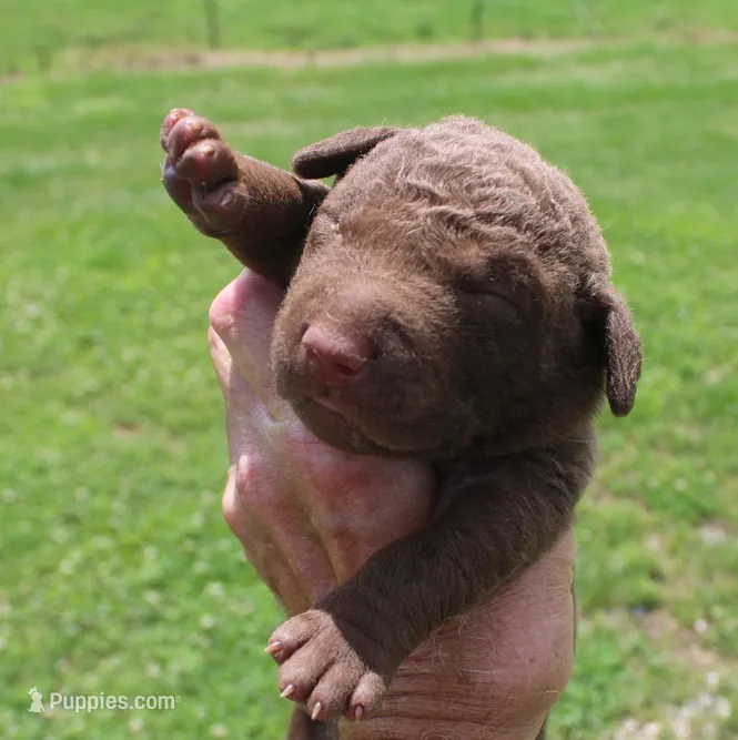 RFKM2 – Chesapeake Bay Retriever puppy for sale in Scottsville, KY
