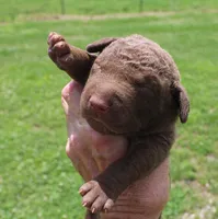 RFKM2, a female Chesapeake Bay Retriever for sale in Scottsville, KY – 1 of 4