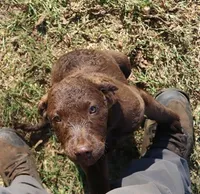 RFAF4, a female Chesapeake Bay Retriever for sale in Scottsville, KY – 4 of 9
