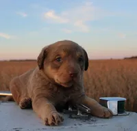 RF103hold, a male Chesapeake Bay Retriever for sale in Scottsville, KY – Photo 4 of 7
