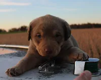 RF103hold, a male Chesapeake Bay Retriever for sale in Scottsville, KY – Photo 5 of 7