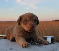 RF103hold, a male Chesapeake Bay Retriever for sale in Scottsville, KY – Photo 2 of 7
