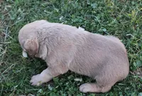 RF103hold, a male Chesapeake Bay Retriever for sale in Scottsville, KY – Photo 3 of 7
