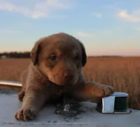 RF103hold, a male Chesapeake Bay Retriever for sale in Scottsville, KY – Photo 6 of 7
