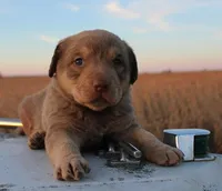 RF103hold, a male Chesapeake Bay Retriever for sale in Scottsville, KY – Photo 1 of 7