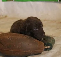 RFAM6, a male Chesapeake Bay Retriever for sale in Scottsville, KY – 5 of 5