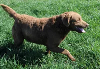 RFAM1, a female Chesapeake Bay Retriever for sale in Scottsville, KY – 5 of 5