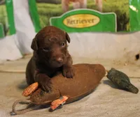 RFAM1, a male Chesapeake Bay Retriever for sale in Scottsville, KY – 2 of 3