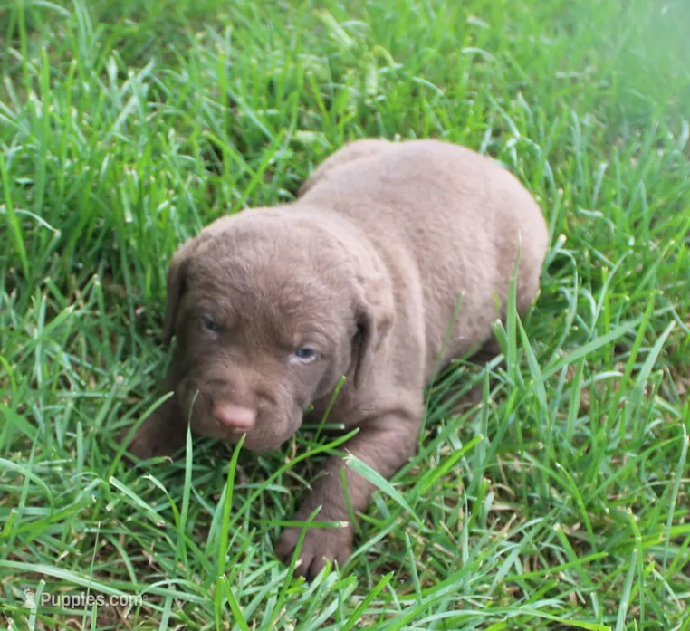 RFKM2 – Chesapeake Bay Retriever puppy for sale in Scottsville, KY