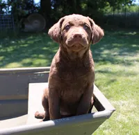 RFPF1, a female Chesapeake Bay Retriever for sale in Scottsville, KY – 5 of 6
