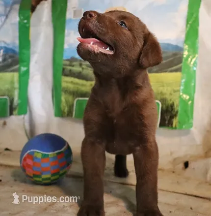 RFAM2 – Chesapeake Bay Retriever puppy for sale in Scottsville, KY
