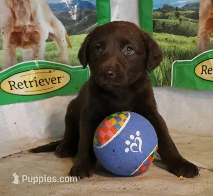 RFAF6 – Chesapeake Bay Retriever puppy for sale in Scottsville, KY