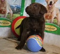 RFZF2, a female Chesapeake Bay Retriever for sale in Scottsville, KY – 2 of 6