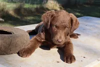 RFAF5, a female Chesapeake Bay Retriever for sale in Scottsville, KY – 2 of 7